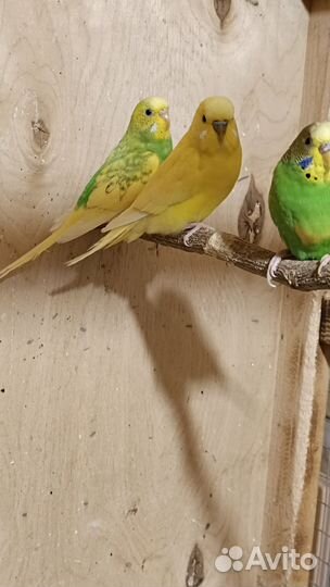 Птенцы волнистый попугай