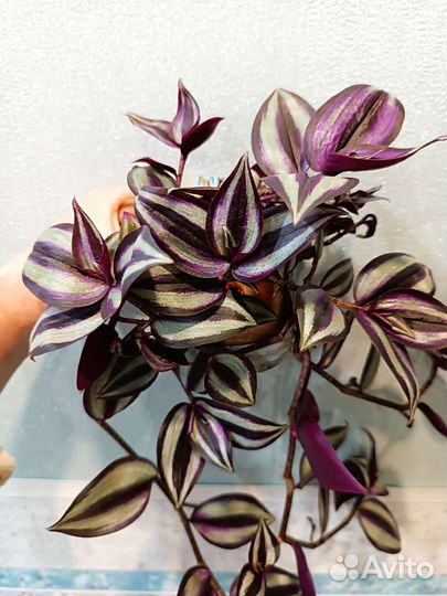 Традесканция зебрина