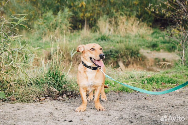 Маленькая собачка Варя почти такса в добрые руки