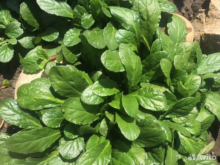 Почвопокровники