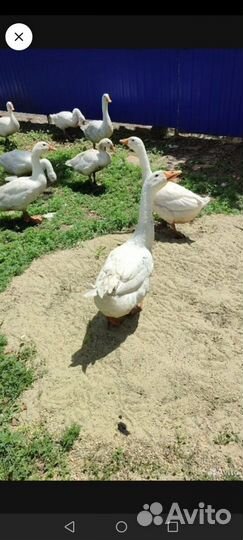 Холмогорские гуси