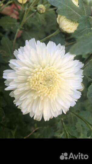 Хризантема Дубки Редкие Сорта