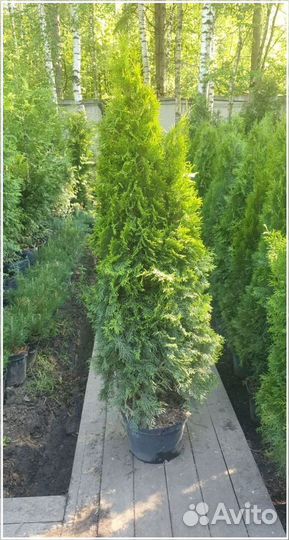 Туя Смарагд 160-180 см экстра