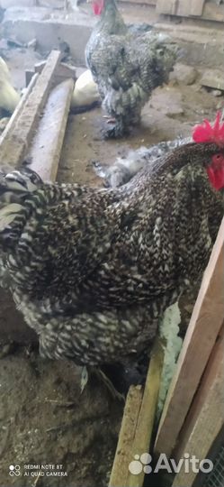 Петухи кохинхин, брама