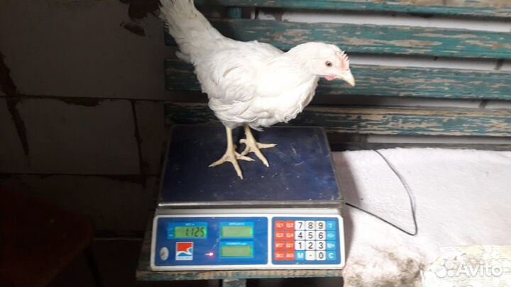 Куры Несушки