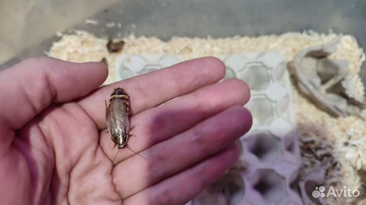 Доставка / Таракан Мраморный