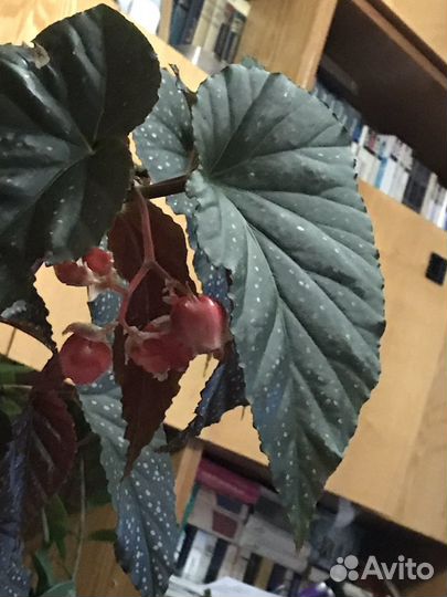 Бегония Люцерна