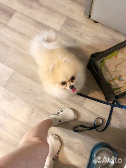 Отдам в добрые руки шпиц