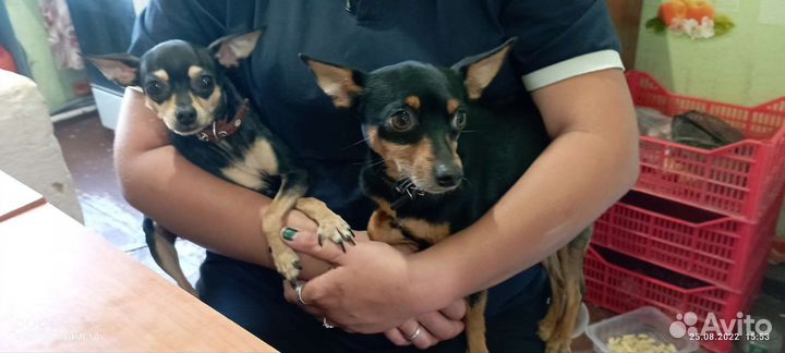 Мини той-терьер щенки