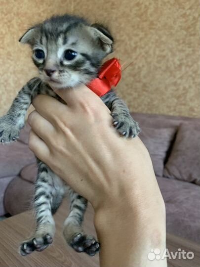 Шотландские котята