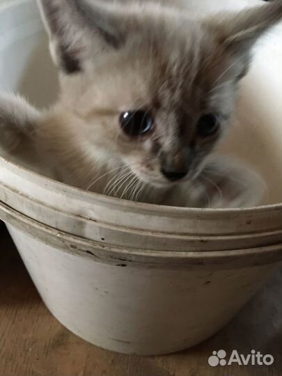 Отдадим котят