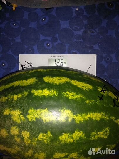 Саженцы арбуза