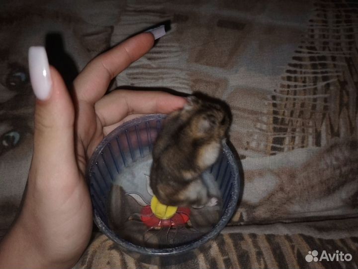 Хомяки джунгарские