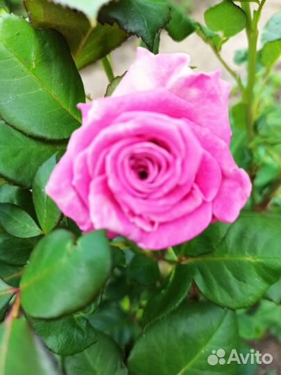 Цветы многолетники