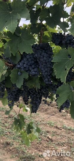 Виноград