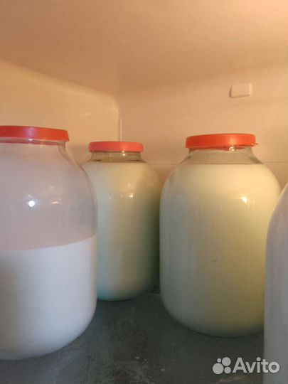 Молоко нубийских коз