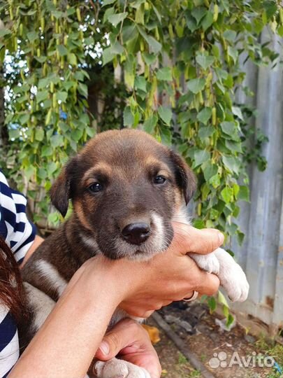 Очень милый щеночек, 1 месяц, бесплатно