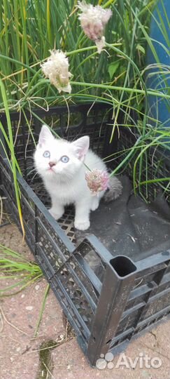 Котята от Сиамского кота