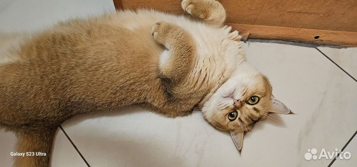 Шотландская золотая шиншилла