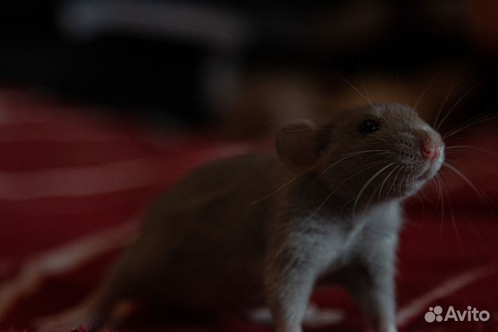 Крысы декоративные, огромный выбор, круглосуточно