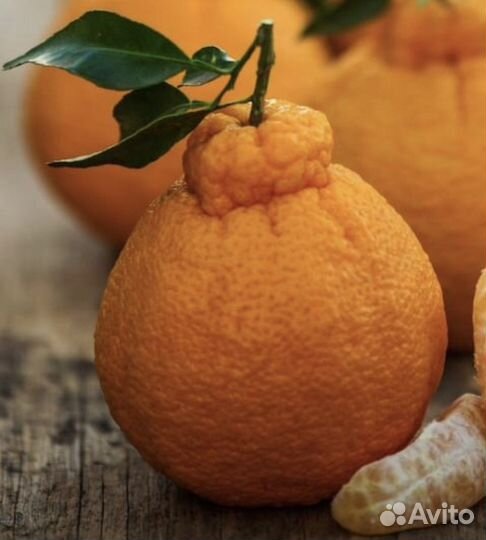 Мандарин декопон Вариегатный