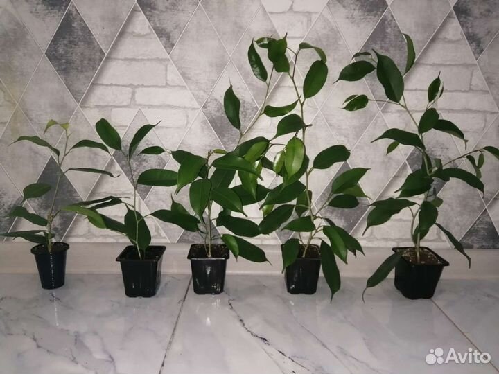 Фикус Бенджамина комнатный саженцы