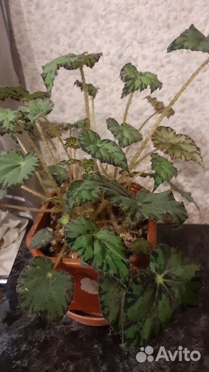 Бегония,цветущая и бегония тигровая