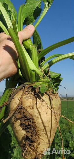 Сахарная свекла