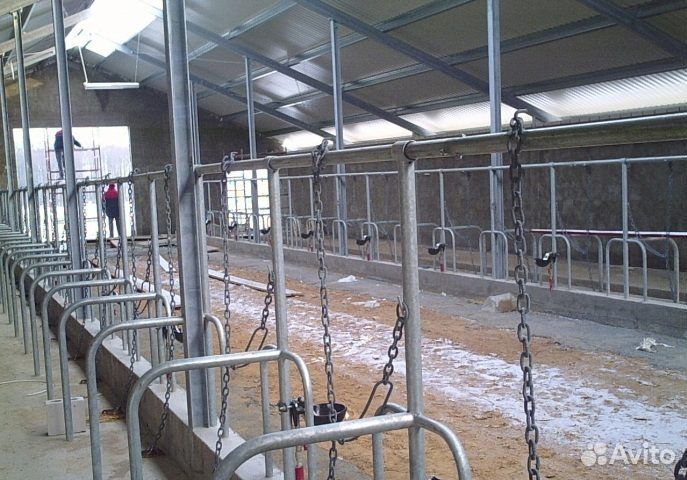 Молокопровод на 50 голов крс