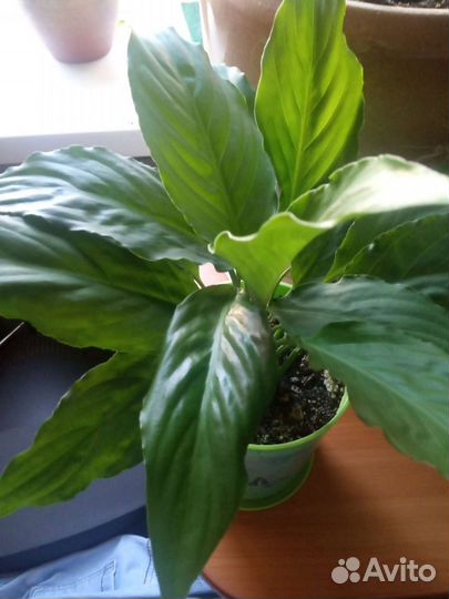 Аглаонема, глоксиния, спатифиллум, замиокулькас