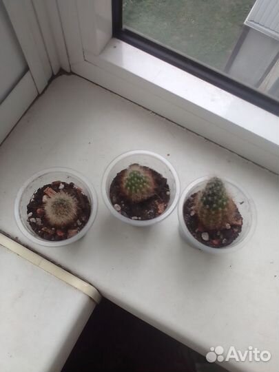 Детки кактуса