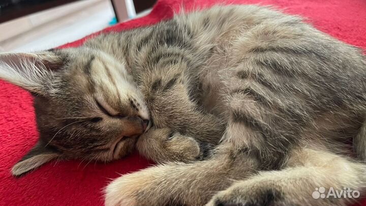 Котенок