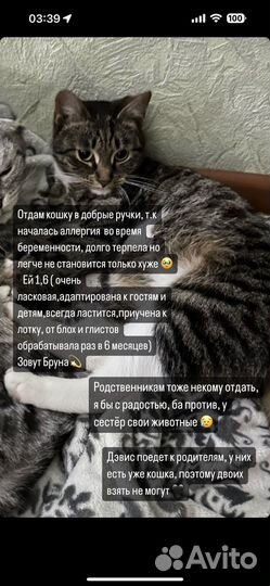 Кошки в добрые руки