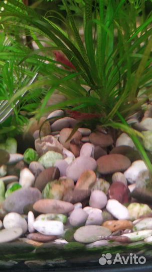 Креветка Вишня с икрой, ампулярия