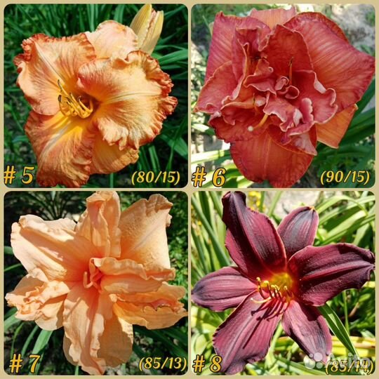 Лилейники разные сорта