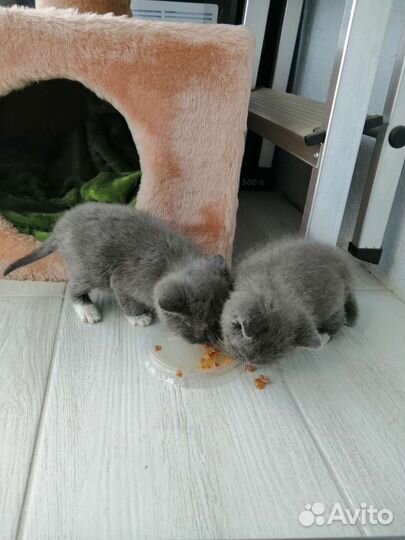 Отдам котят