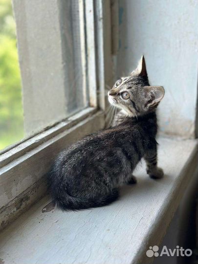 Отдам в добрые руки