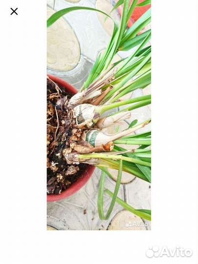 Орхидея цимбидиум