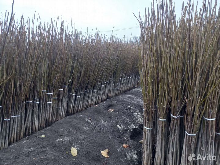 Грецкий орех идеал саженцы