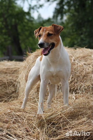 Парсон Рассел терьер вязка