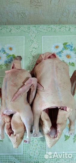 Мясо гусей, индоуток