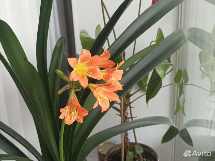 Комнатные цветы кливия