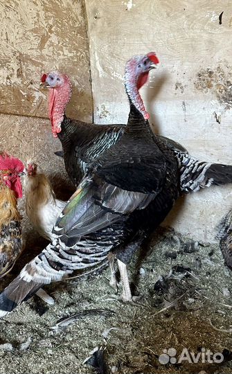 Индюки самец и самки