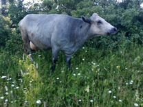 Корова 8 лет и теленок