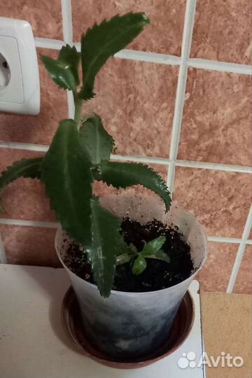 Цветок Каланхоэ лечебное