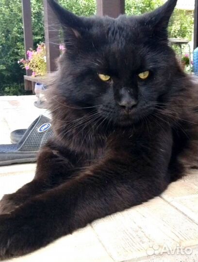 Вязка мейнкун