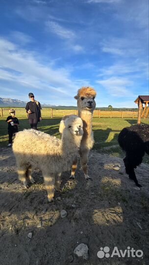 Экскурсии на байкал