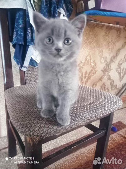 Шотландская вислоухая