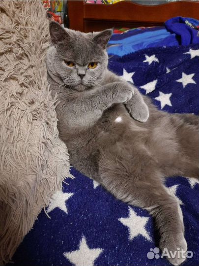 Британский кот в добрые руки