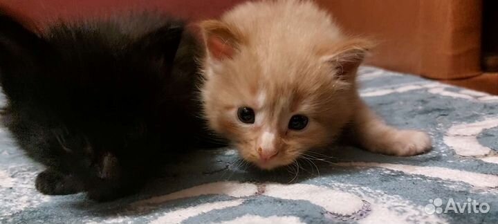 Котята мейн-кун